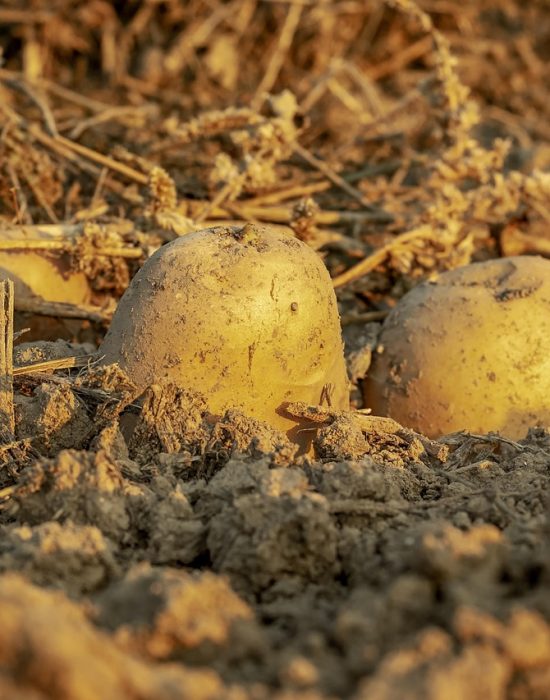 potatoes-3690562_1280